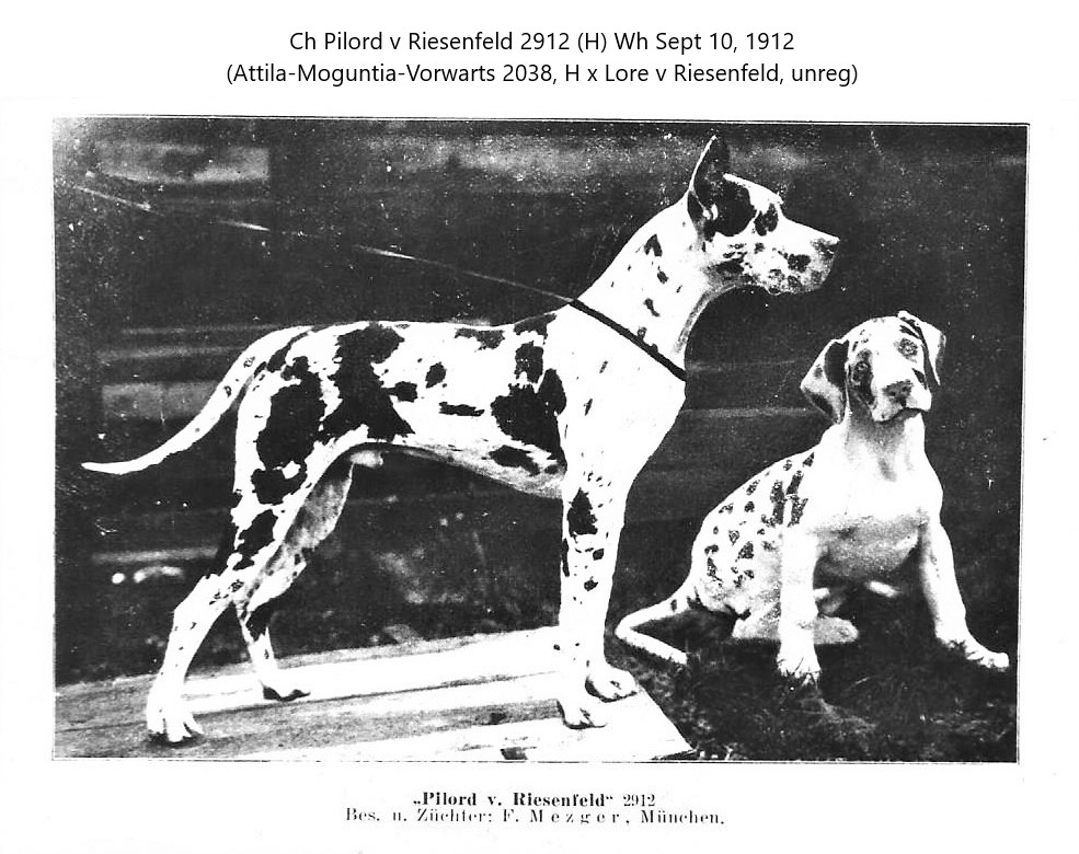 Pilord v Risenfeld